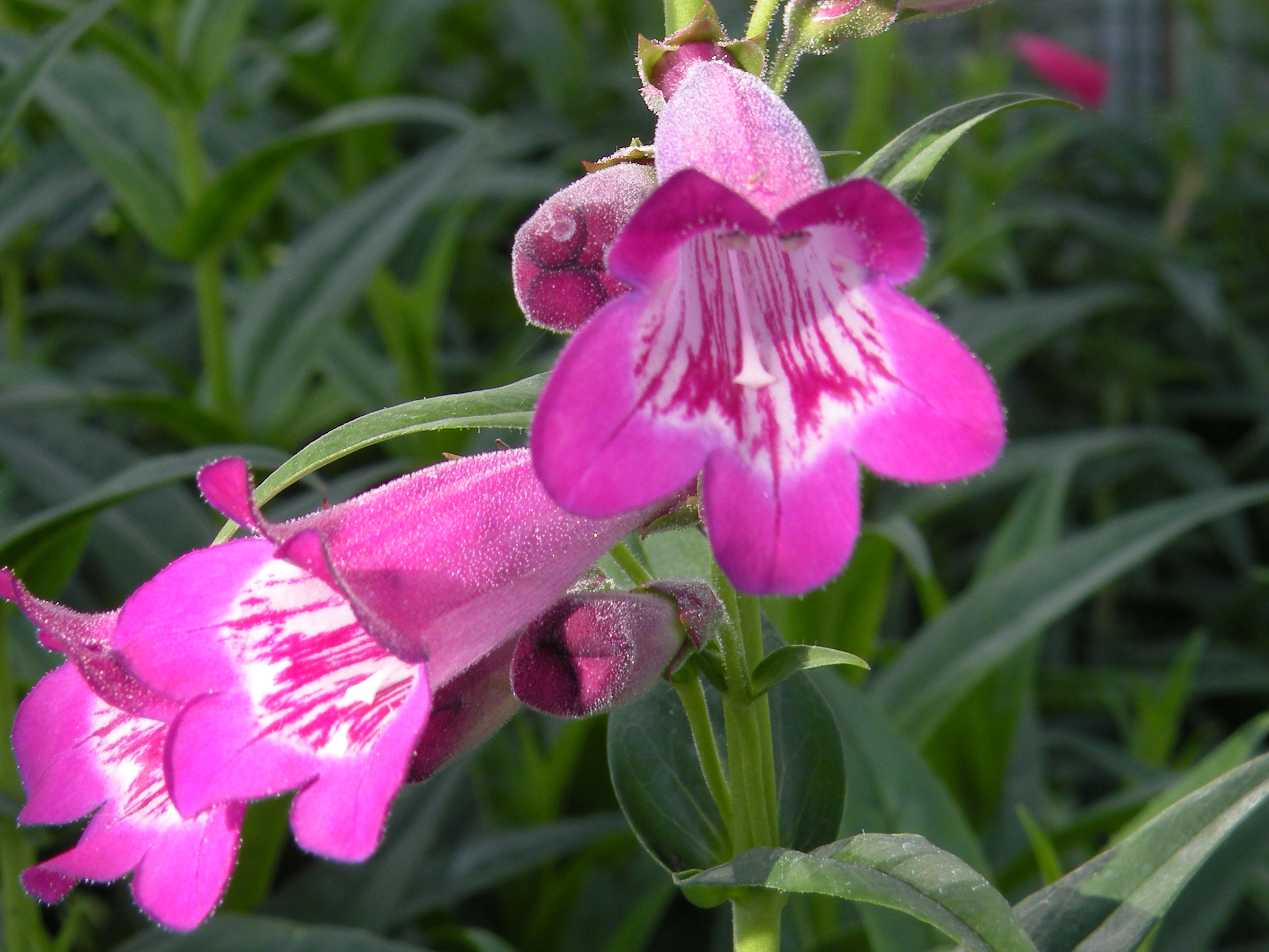 Penstemon Vesuvius